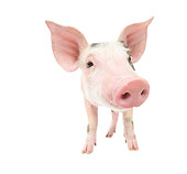 PIG 02 JE0006 01
Wide Angle Shot Of Piglet Standing On White Seamless