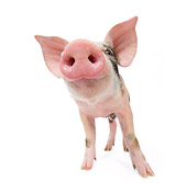 PIG 02 JE0007 01
Wide Angle Shot Of Piglet Standing On White Seamless