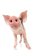 PIG 02 JE0008 01
Wide Angle Shot Of Piglet Standing On White Seamless