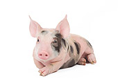 PIG 02 JE0009 01
Piglet Laying On White Seamless