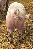 PIG 02 JE0012 01
Back View Of Pig Standing In Hay