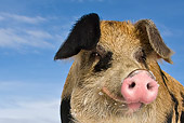 PIG 02 KH0011 01
Head Shot Of Pig With Snow On Snout