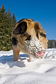 PIG 02 KH0015 01
Low Angle Shot Of Pig Standing On Snow