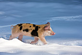 PIG 02 KH0017 01
Piglet Walking Through Snow Profile