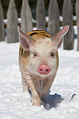 PIG 02 KH0018 01
Portrait Of Piglet Walking Through Snow