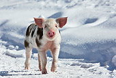 PIG 02 KH0019 01
Portrait Of Piglet Standing In Snow