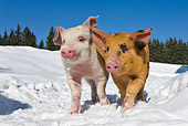 PIG 02 KH0020 01
Two Piglets Walking In Snow Side By Side