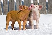 PIG 02 KH0022 01
Portrait Of Two Piglets Playing In Snow