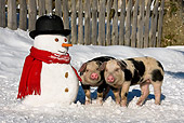 PIG 02 KH0023 01
Two Piglets Standing In Snow By Snowman