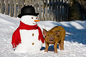 PIG 02 KH0024 01
Piglet Standing In Snow By Snowman