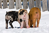 PIG 02 KH0026 01
Back View Of Three Piglets Standing In Snow