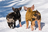 PIG 02 KH0027 01
Back View Of Two Piglets Standing In Snow
