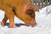 PIG 02 KH0028 01
Head Shot Of Piglet Walking Through Snow