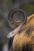 PIG 02 KH0029 01
Portrait Of Piglet Tail