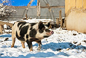 PIG 02 KH0030 01
Young Gascon Pig Walking Through Snow