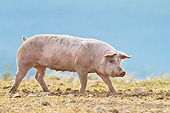 PIG 02 KH0031 01
Domestic Pig Walking In Pasture France