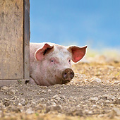 PIG 02 KH0032 01
Domestic Pig Resting Near Shelter France