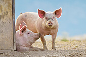 PIG 02 KH0033 01
Domestic Pigs Resting Near Shelter France