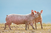 PIG 02 KH0034 01
Two Domestic Pigs Playing In Pasture France