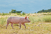 PIG 02 KH0035 01
Domestic Pig Walking In Pasture France
