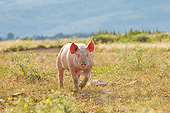 PIG 02 KH0036 01
Domestic Pig Walking In Pasture France