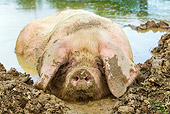 PIG 02 KH0037 01
Domestic Pig Laying In Mud France
