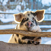 PIG 02 KH0038 01
Turopolje Sow Leaning On Pen In Winter