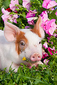 PIG 02 LS0065 01
Spotted Piglet Laying In Grass And Pink Petunias