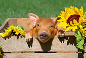 PIG 02 LS0066 01
Piglet Sitting In Wooden Box With Sunflowers