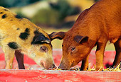 PIG 02 RK0013 07
Spotted Mixed-Breed And Duroc Pigs Standing In Red Box With Hay