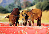 PIG 02 RK0036 08
Two Duroc And Spotted Pigs Standing In Red Box