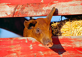 PIG 02 RK0037 02
Head Shot Of Duroc Pig Peeking Through Fence With Hay