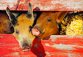 PIG 02 RK0045 07
Two Duroc And Mixed Pigs Peeking Through Fence