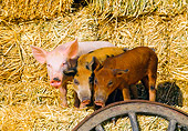 PIG 02 RK0046 23
Yorkshire Duroc And Mixed Pigs Standing Together On Hay By Wagon Wheel