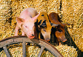 PIG 02 RK0046 54
Yorkshire Duroc And Mixed Pigs Standing Together On Hay By Wagon Wheel
