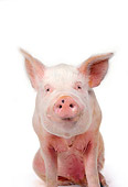 PIG 02 RK0055 03
Close Up Of Yorkshire Pig Facing Camera White Seamless