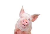 PIG 02 RK0057 02
Yorkshire Pig Sitting With Smile On White Seamless Background