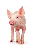 PIG 02 RK0058 32
Yorkshire Pig Standing On White Seamless Background