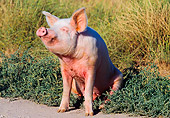 PIG 02 RK0063 04
Yorkshire Pig Sitting On Shrubs