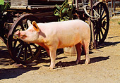 PIG 02 RK0070 04
Yorkshire Pig Standing On Dirt By Old Carriage