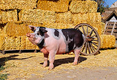 PIG 02 RK0075 03
Spotted Pig Standing By Hay Bales