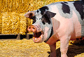 PIG 02 RK0083 03
Close Up Of Spotted Pig Smiling By Hay Stacks