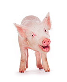 PIG 02 RK0092 05
Talking Pig On White Seamless