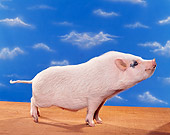 PIG 02 RK0124 09
Profile Shot Of Vietnamese Pot Belly Standing Blue Sky Background
