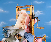 PIG 02 RK0177 01
Pig Sitting In Laundry Bucket