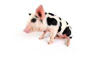 PIG 02 JD0001 01
Kunekune/Gloucestershire Old Spots Mixed Breed Piglet Sitting On White Seamless
