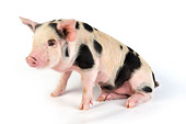 PIG 02 JD0002 01
Kunekune/Gloucestershire Old Spots Mixed Breed Piglet Sitting On White Seamless