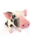 PIG 02 JD0003 01
Kunekune/Gloucestershire Old Spots Mixed Breed Piglet Sitting On White Seamless