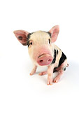 PIG 02 JD0004 01
Kunekune/Gloucestershire Old Spots Mixed Breed Piglet Sitting On White Seamless