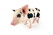 PIG 02 JD0005 01
Kunekune/Gloucestershire Old Spots Mixed Breed Piglet Standing On White Seamless